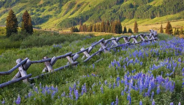 Colorado Lupines and split rail fence in meadow